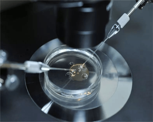 四级胚胎养囊成功率是多少