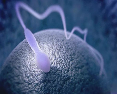 职业代怀网_代怀孕二喜最靠谱,试管胚胎等级划分标准是什么？试管胚胎等级与