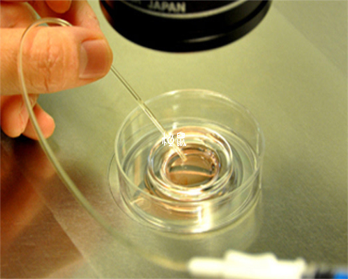 太原代孕费用包成功,双胞胎长的都不像，试管婴儿都是异卵吗-人体生物节律生